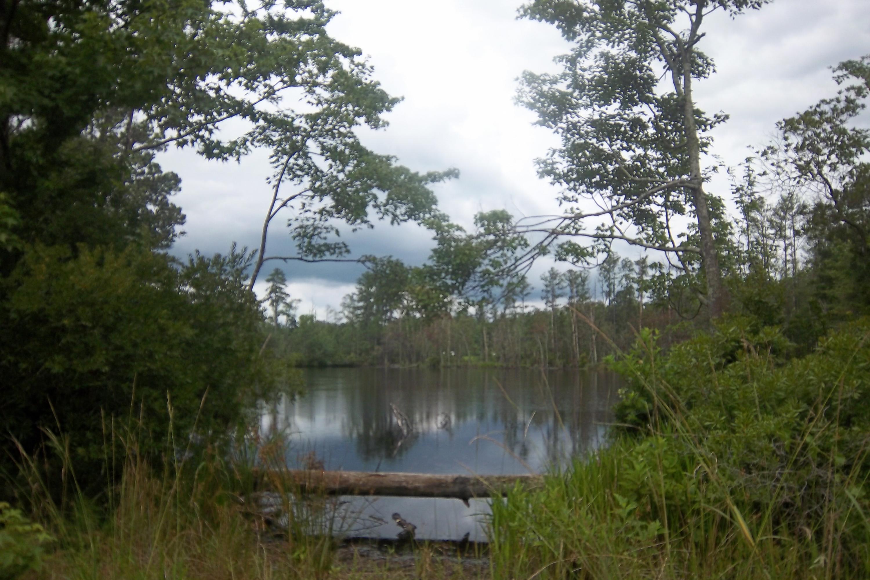 2998 Weans Road Walterboro, SC 29488 - Photo 32 of 44 Workshop Pond view