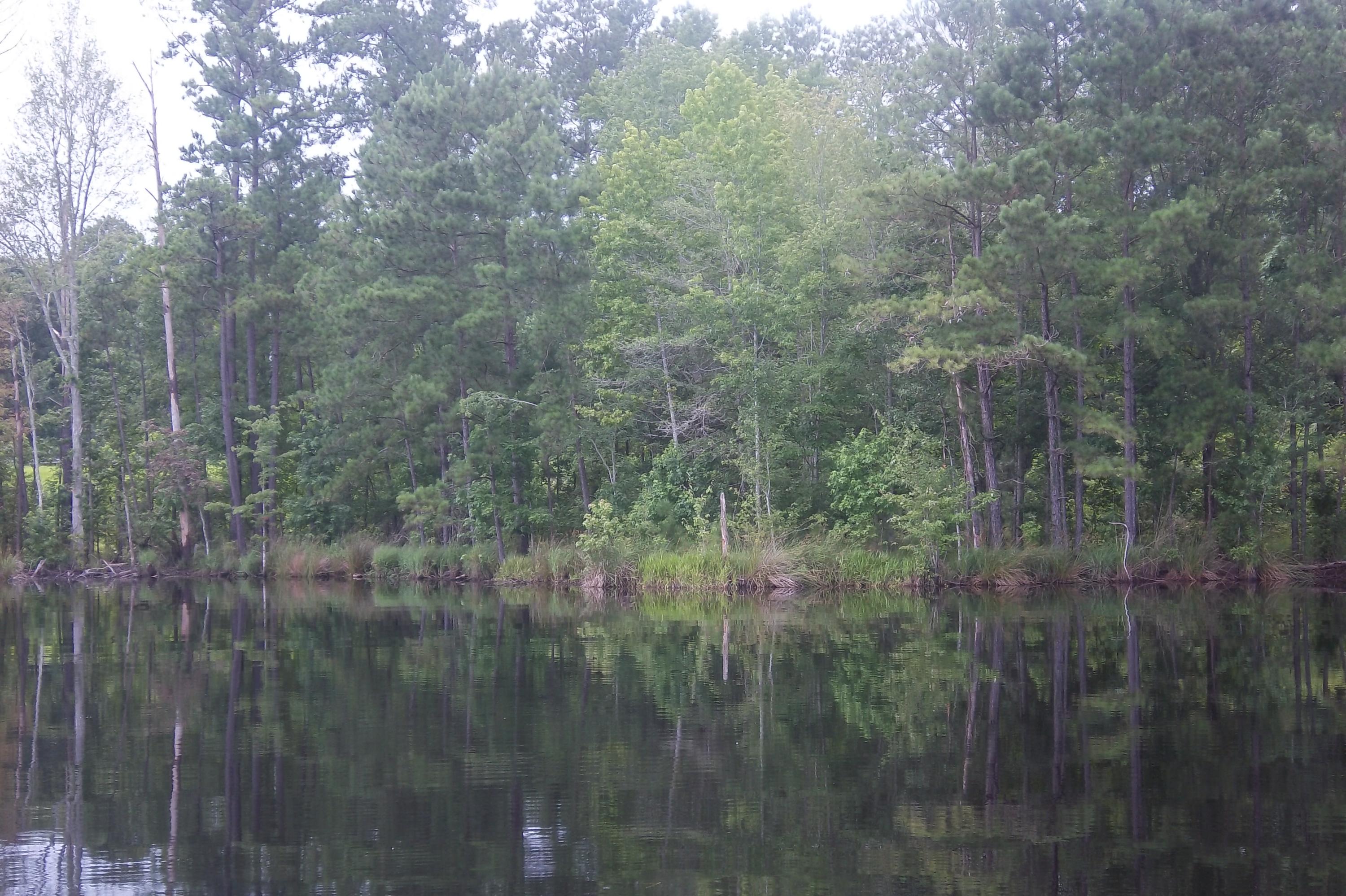 2998 Weans Road Walterboro, SC 29488 - Photo 8 of 44 Pond View 2