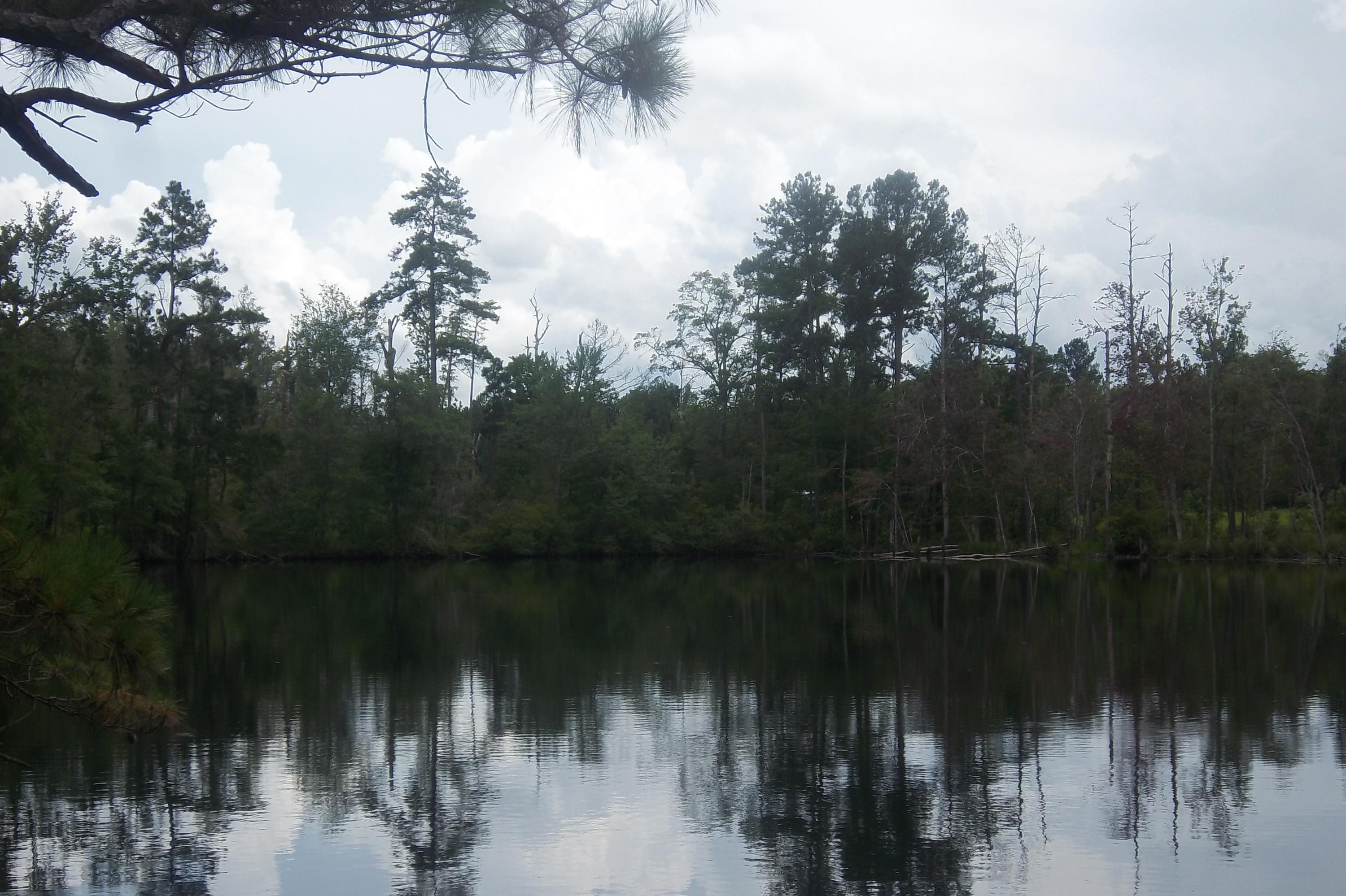 2998 Weans Road Walterboro, SC 29488 - Photo 9 of 44 Pond View 1