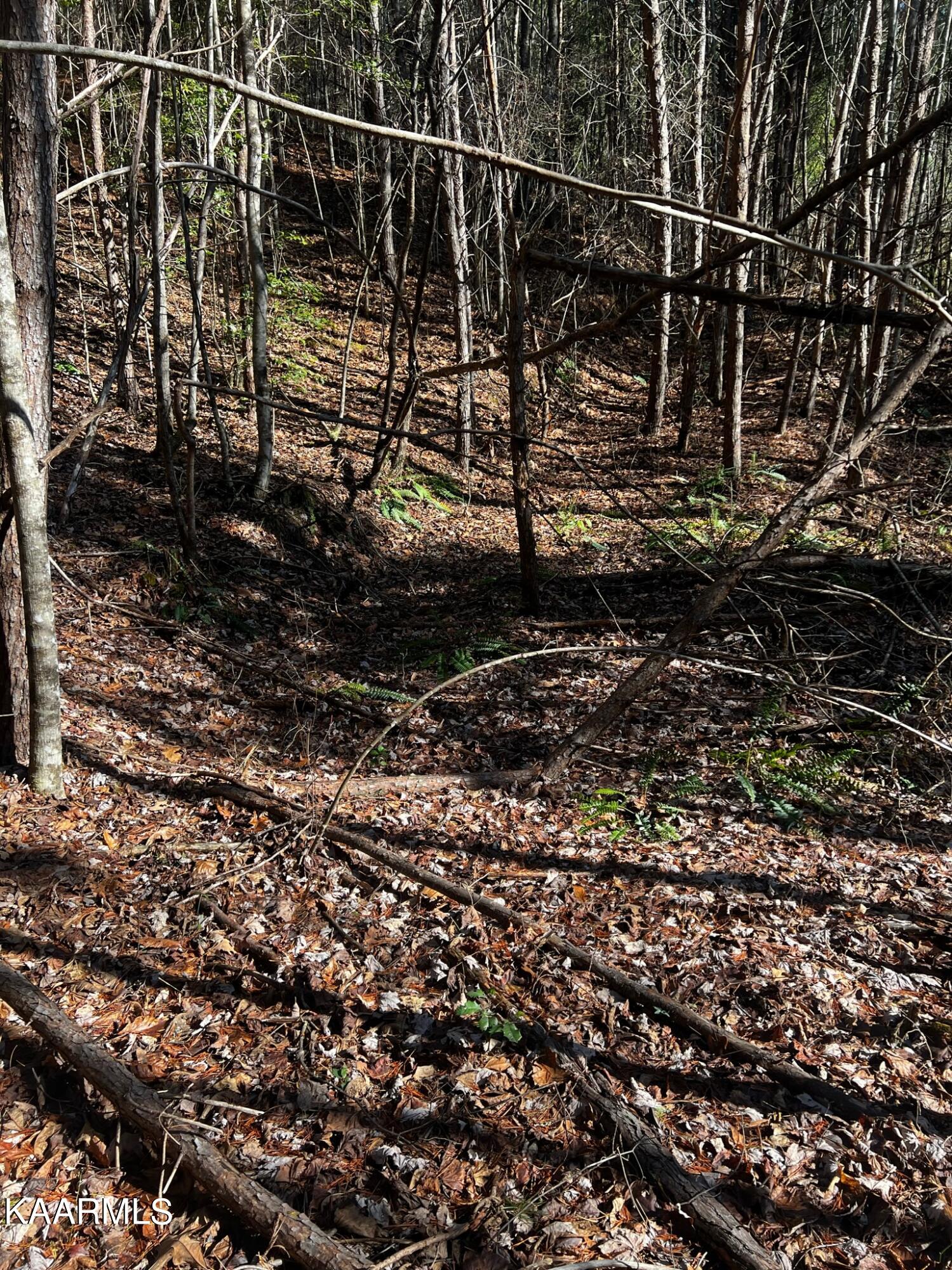 Raper Rd Road Farner, TN 37333 - Photo 12 of 15 C3D69CE7-D92B-492F-B26E-FA683BD0E0E8