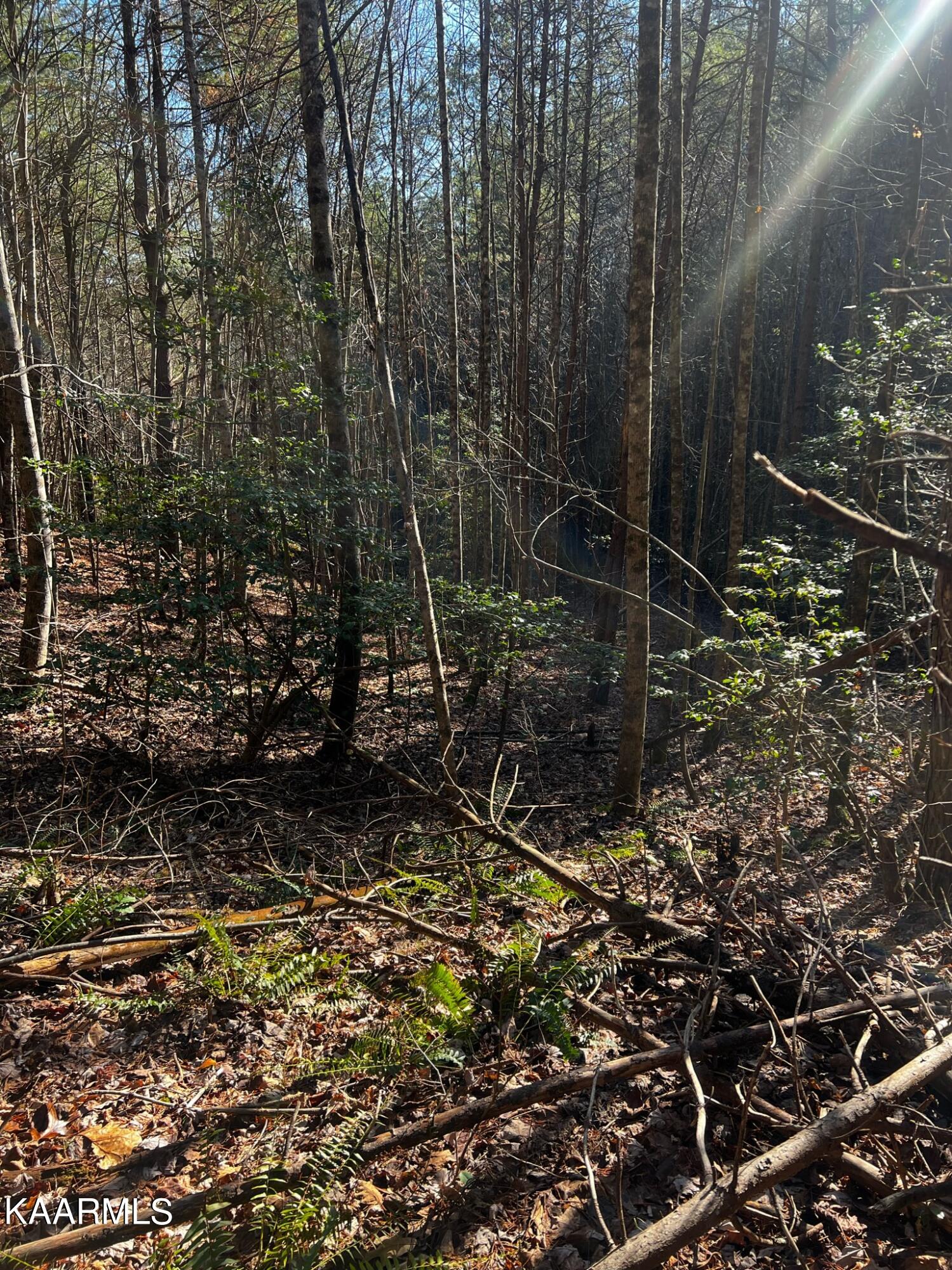 Raper Rd Road Farner, TN 37333 - Photo 3 of 15 6EEE9802-FFF8-48BE-B58B-43F3D9633E74