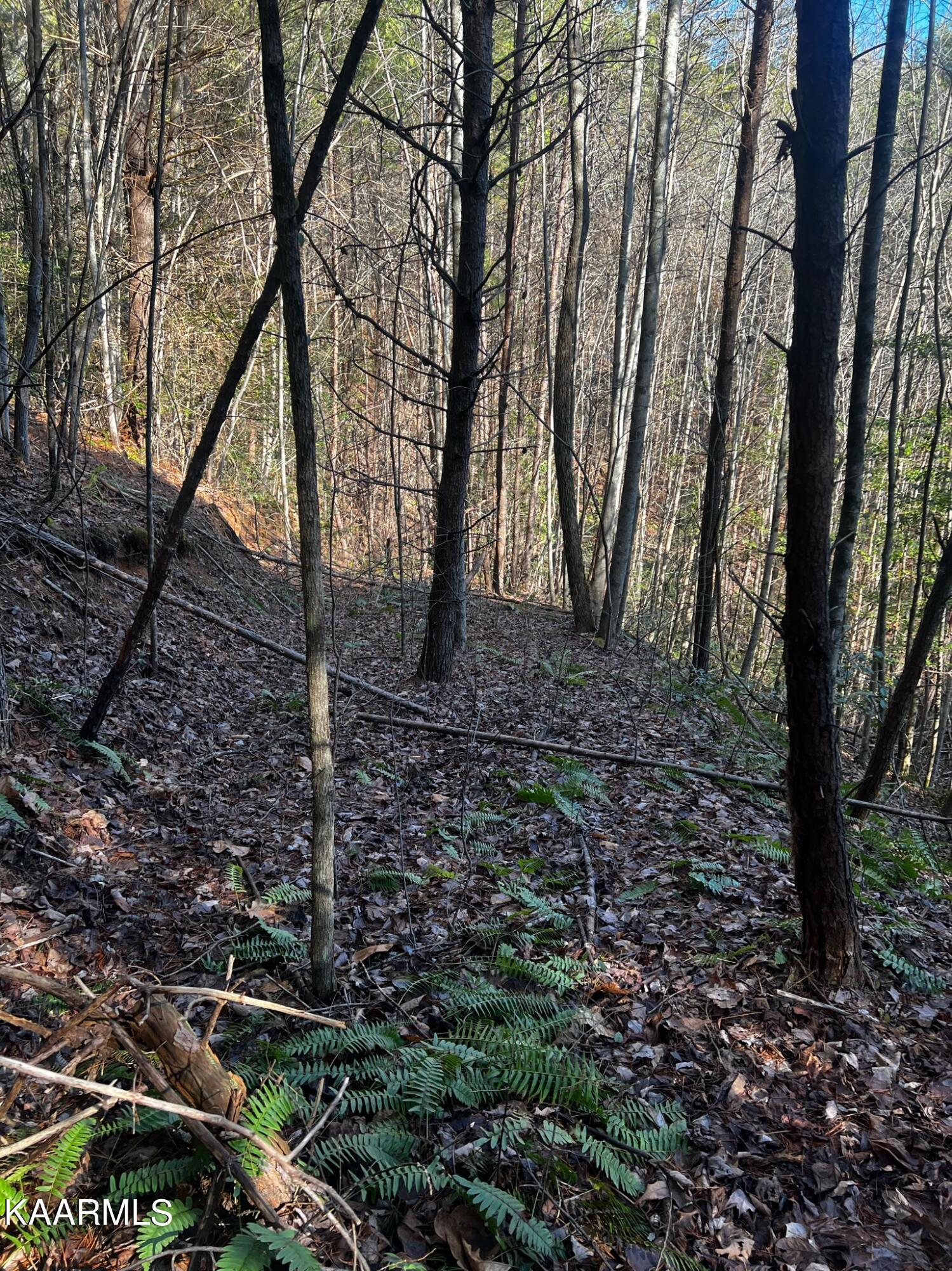 Raper Rd Road Farner, TN 37333 - Photo 4 of 15 8CECF289-0904-45BA-AB66-D498AFC9EAB0