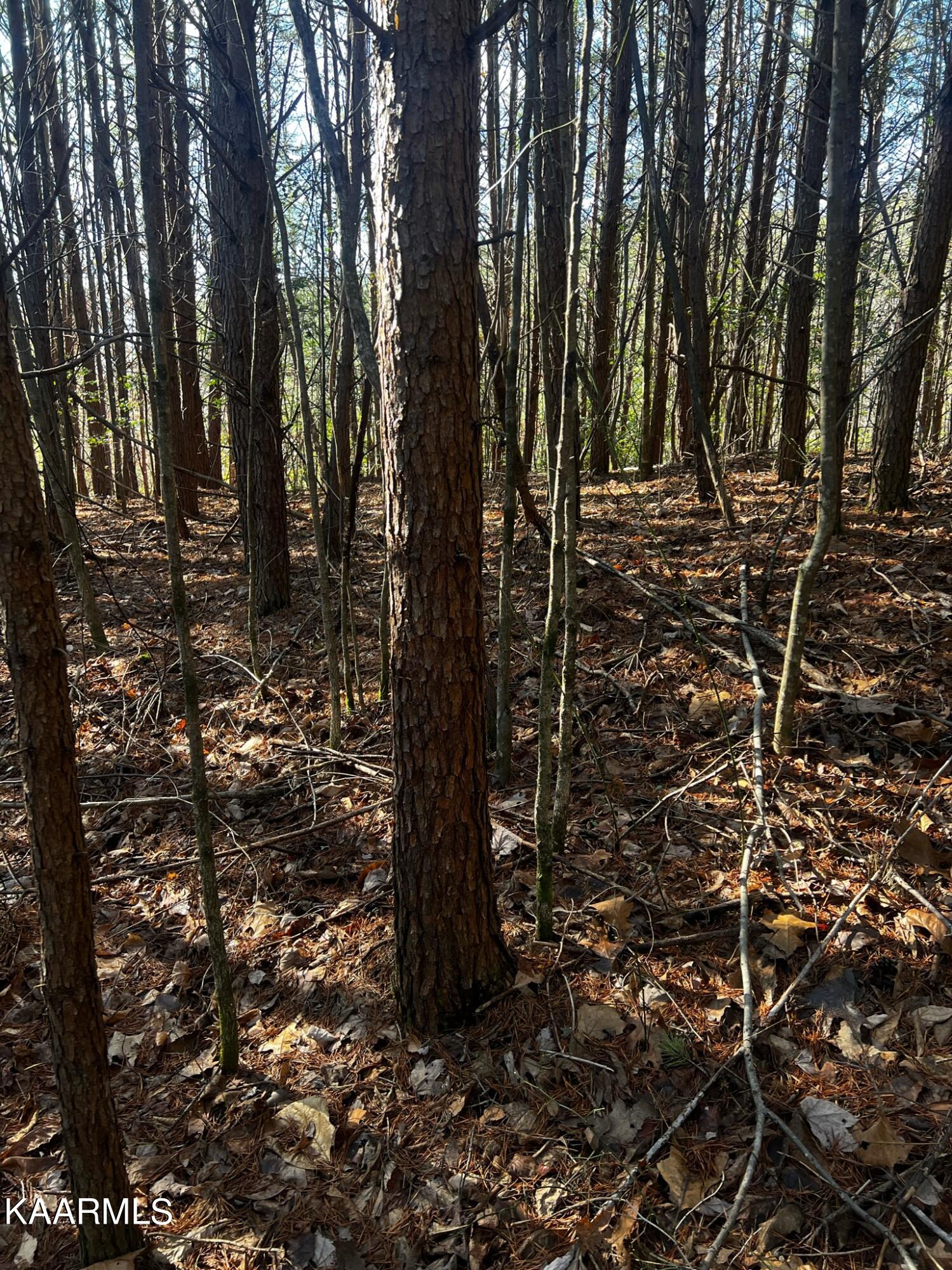 Raper Rd Road Farner, TN 37333 - Photo 7 of 15 502C5459-E92F-4285-BD96-33424B910598
