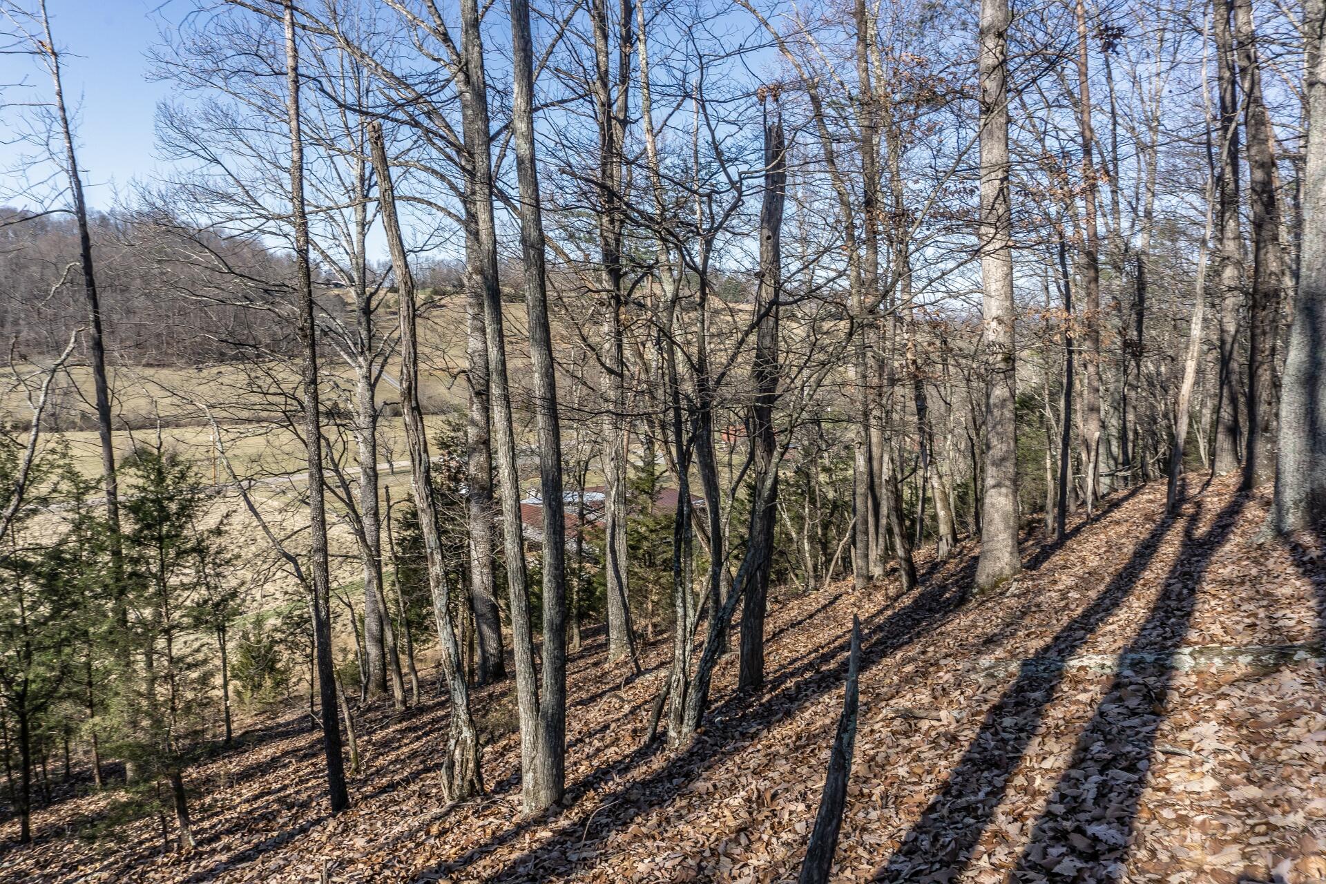 998 Harold Cemetery Road Greeneville, TN 37745 - Photo 57 of 75 998HaroldCemG_063