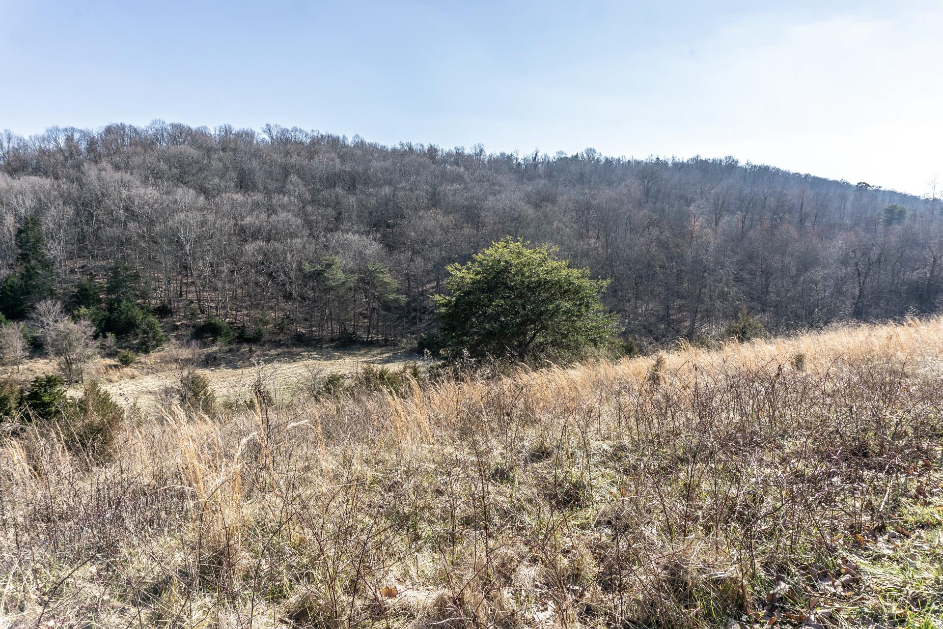 998 Harold Cemetery Road Greeneville, TN 37745 - Photo 61 of 75 998HaroldCemG_067