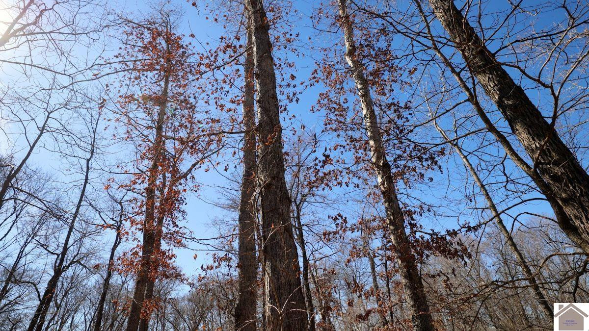 0 Wray Road Wingo, KY 42088 - Photo 20 of 39 Photo 20