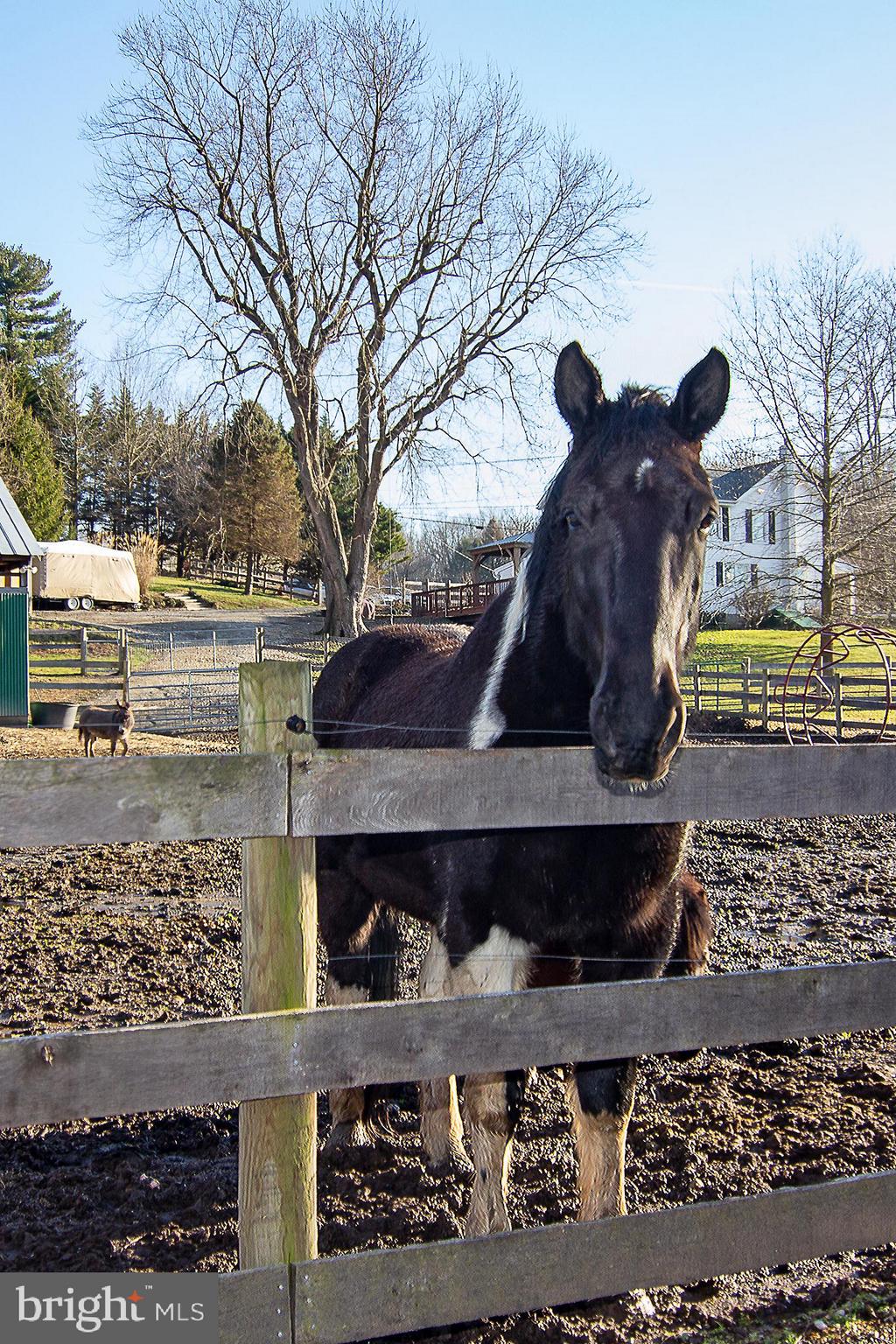 17106 Frederick Road Mount Airy, MD 21771 - Photo 45 of 46 HAPPY HORSE! NOT INCLUDED IN SALE