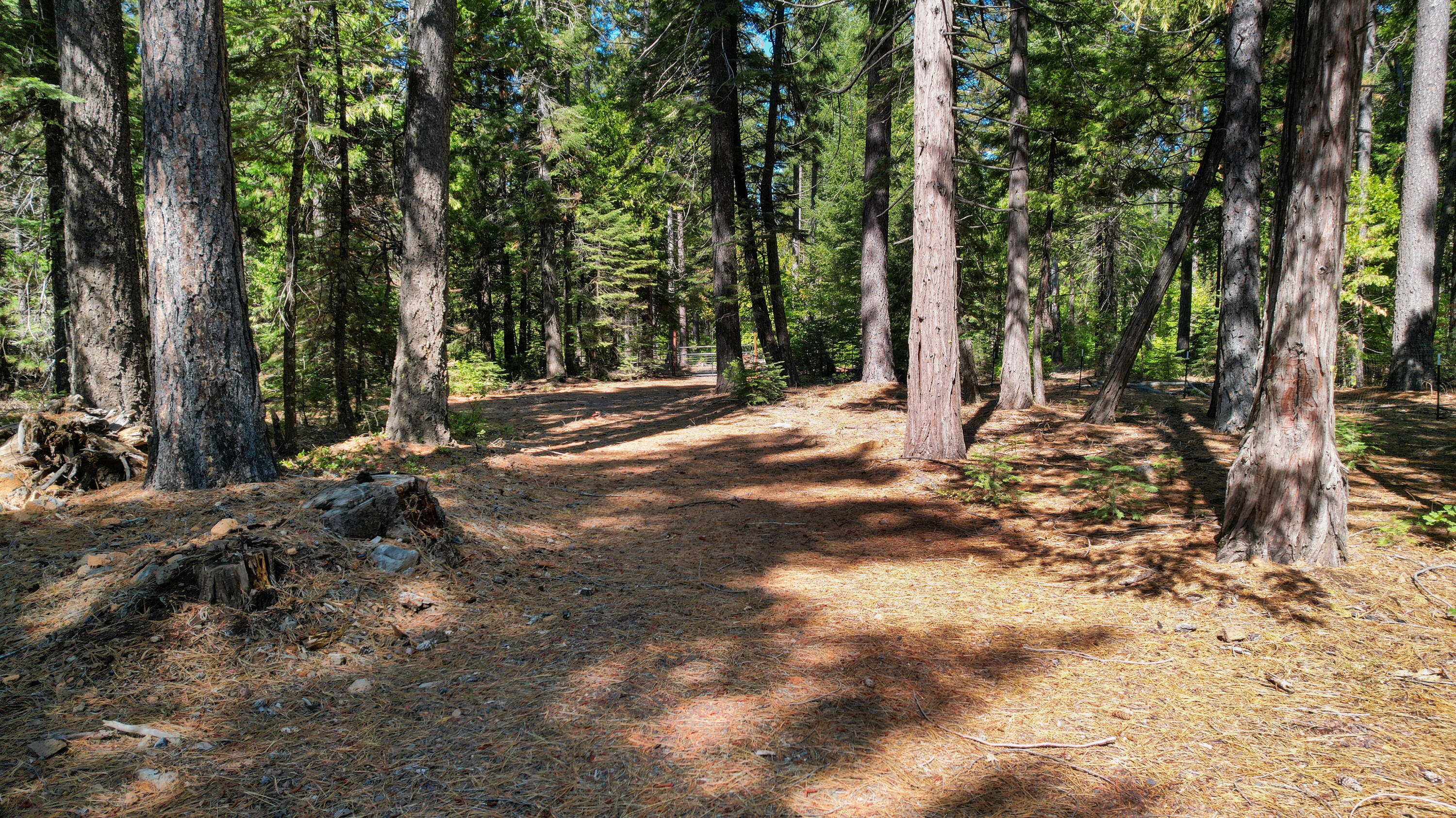 32995 Alinn Pass Road Shingletown, CA 96088 - Photo 8 of 10 Alinn Pass-10