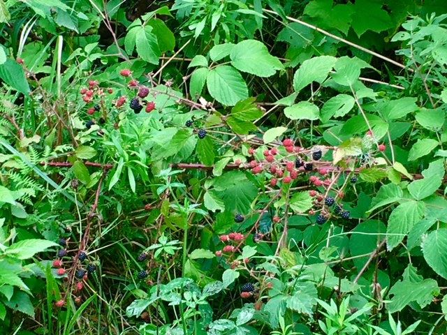 Gallery Image 6