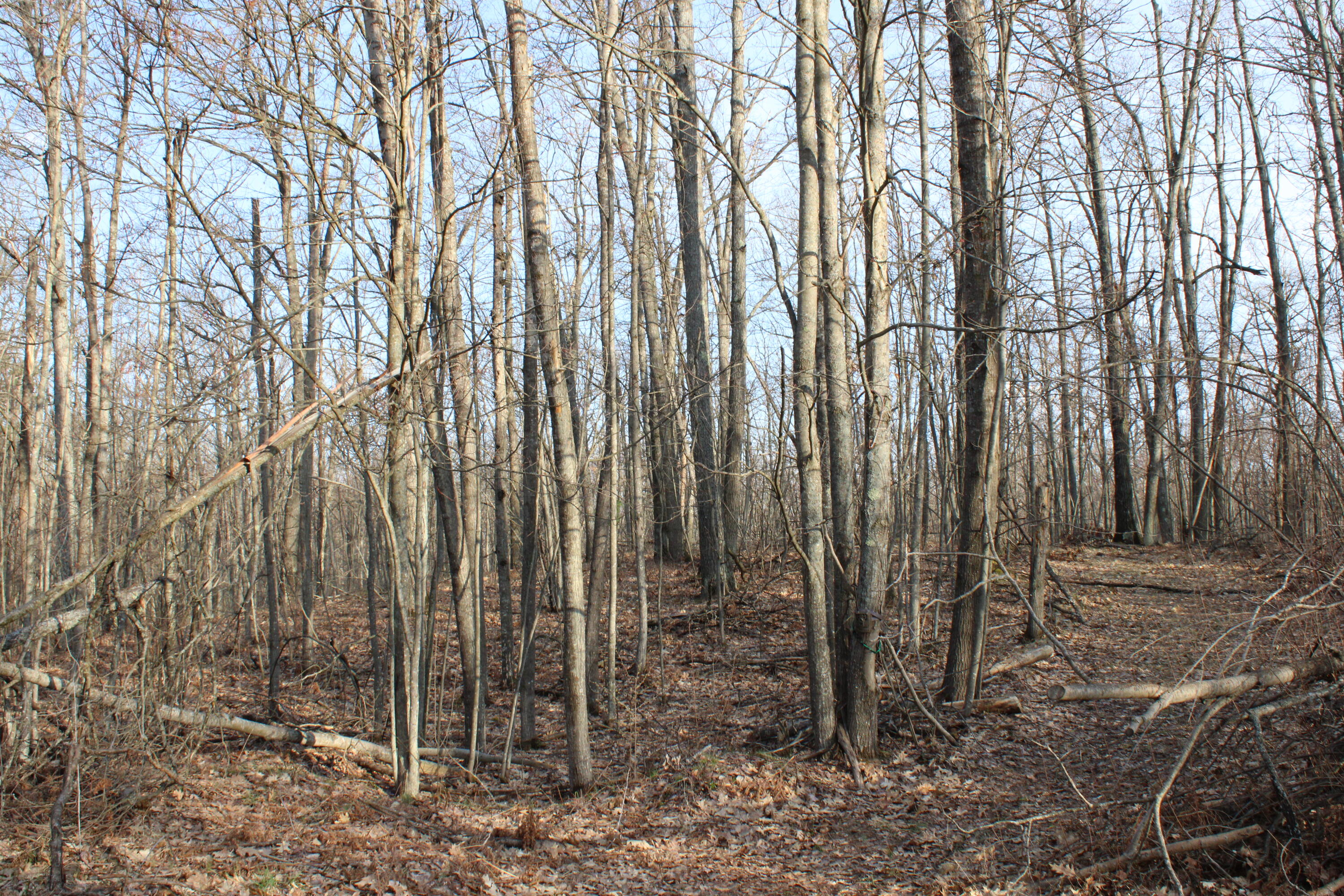 1 Hardy Grade Road Curran, MI 48728 - Photo 10 of 18 IMG_7833