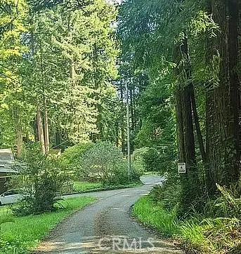 a view of a yard with plants and large trees