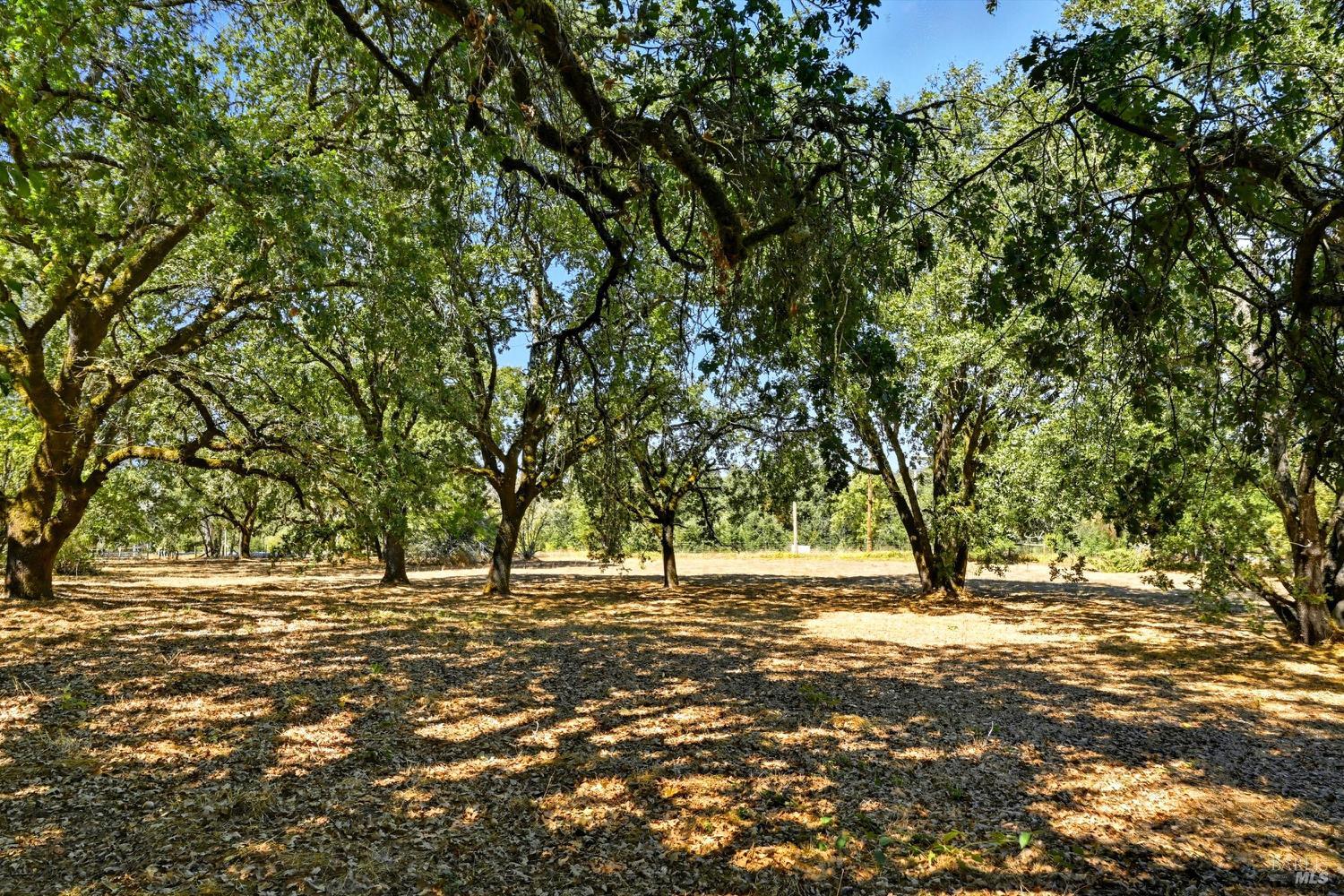 2487 Olivet Road Santa Rosa, CA 95401 - Photo 43 of 48 a view of outdoor space with trees
