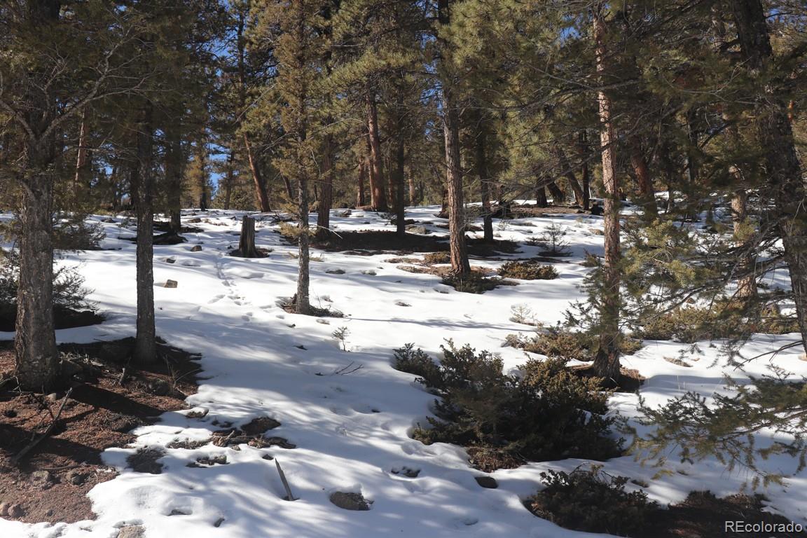 394 Bellows Road Hartsel, CO 80449 - Photo 26 of 28 a view of road with trees