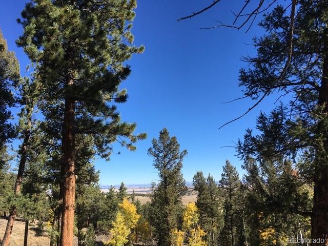 394 Bellows Road Hartsel, CO 80449 - Photo 5 of 28 a view of a tree in a yard