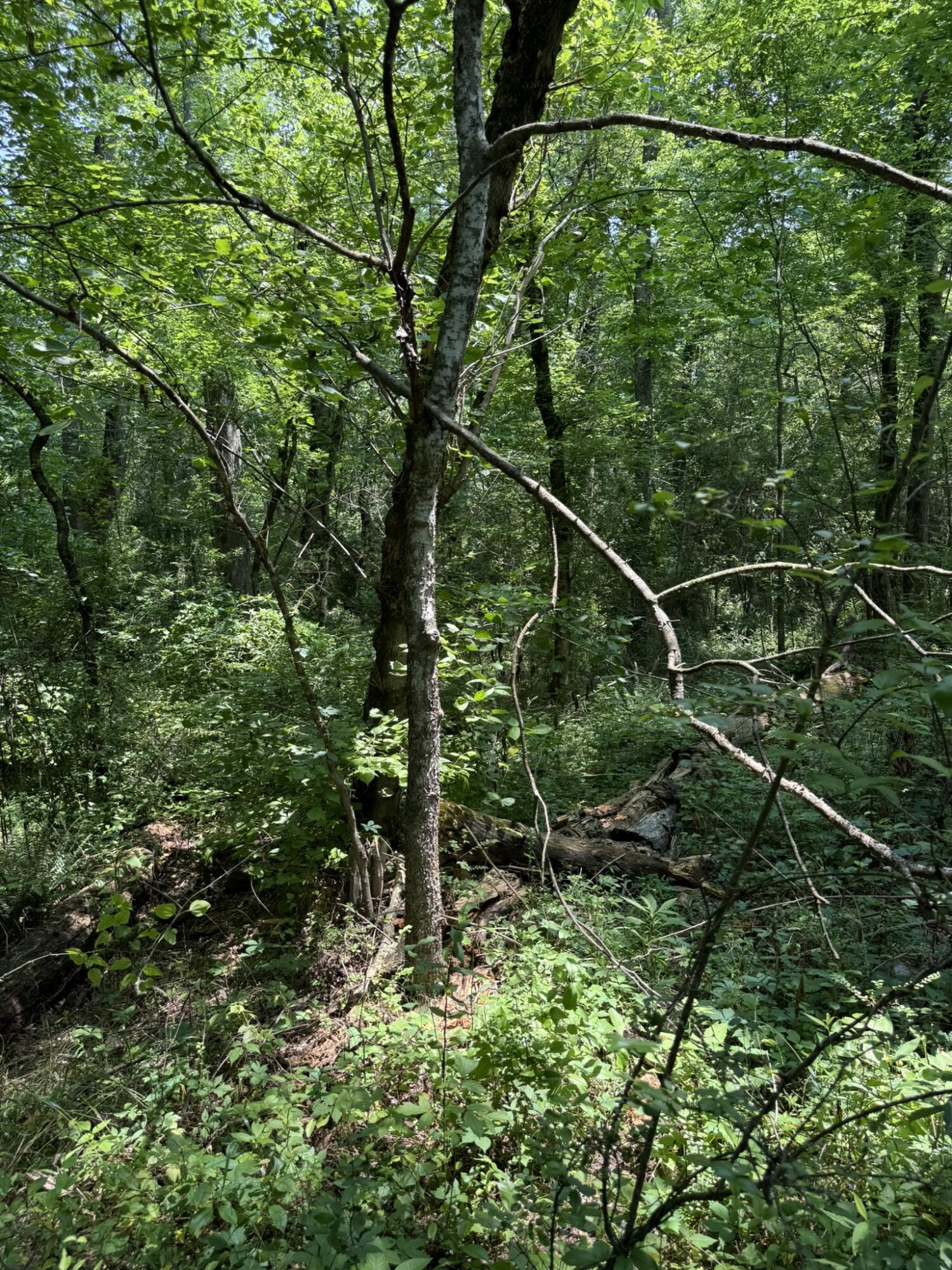 295 Co Road Bryant, AL 35958 - Photo 14 of 16 IMG_7625