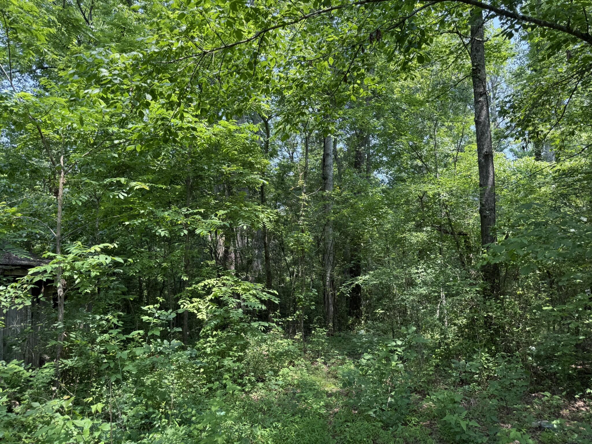 295 Co Road Bryant, AL 35958 - Photo 8 of 16 IMG_7619
