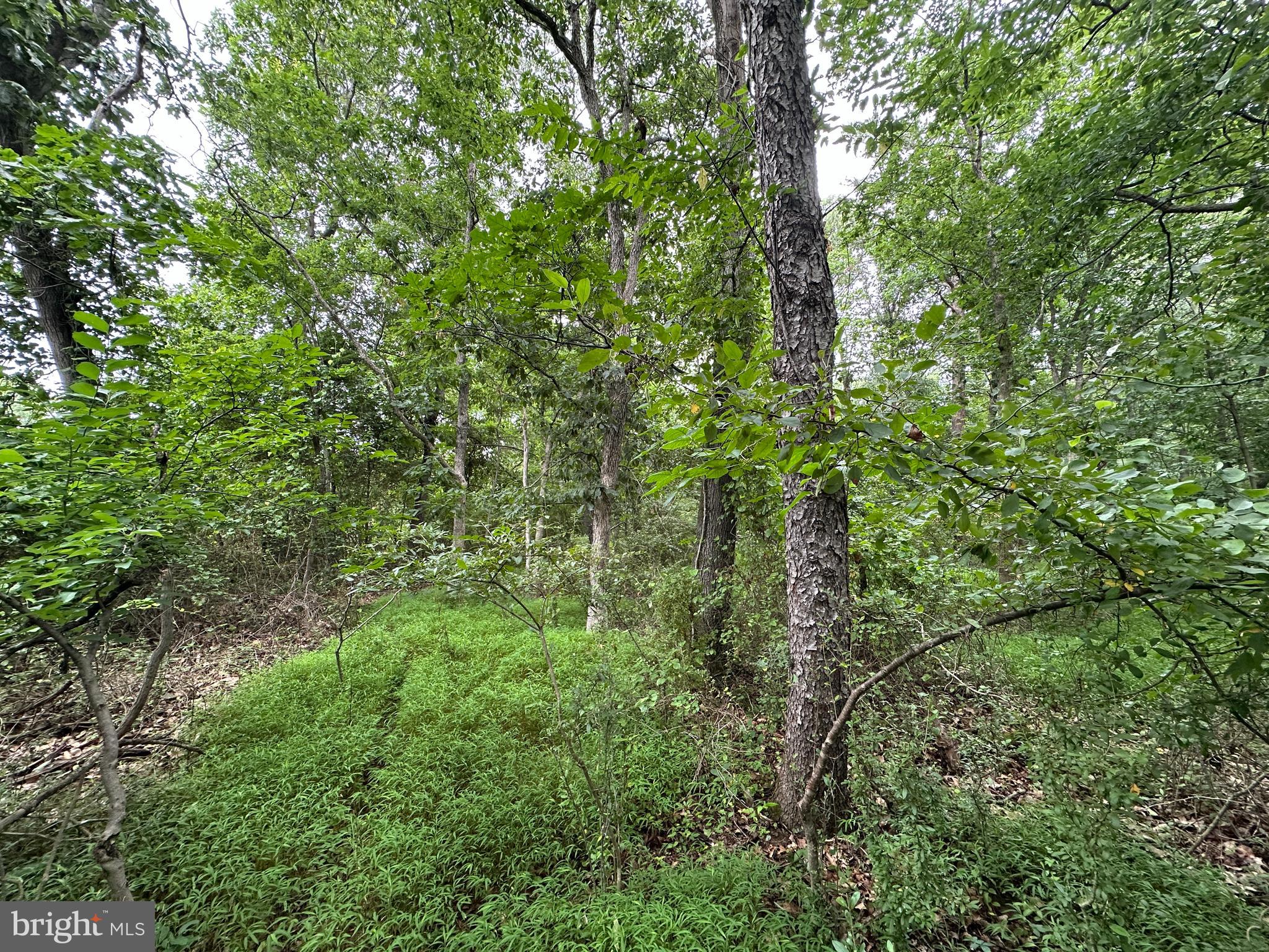 9-acres Polidor Road Waynesboro, PA 17268 - Photo 11 of 20