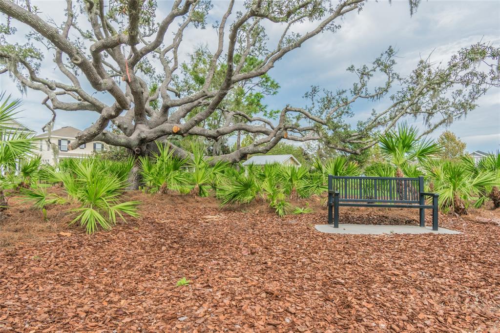3016 Alachua Place New Port Richey, FL 34655 - Photo 44 of 65 a backyard of a house with lots of green space