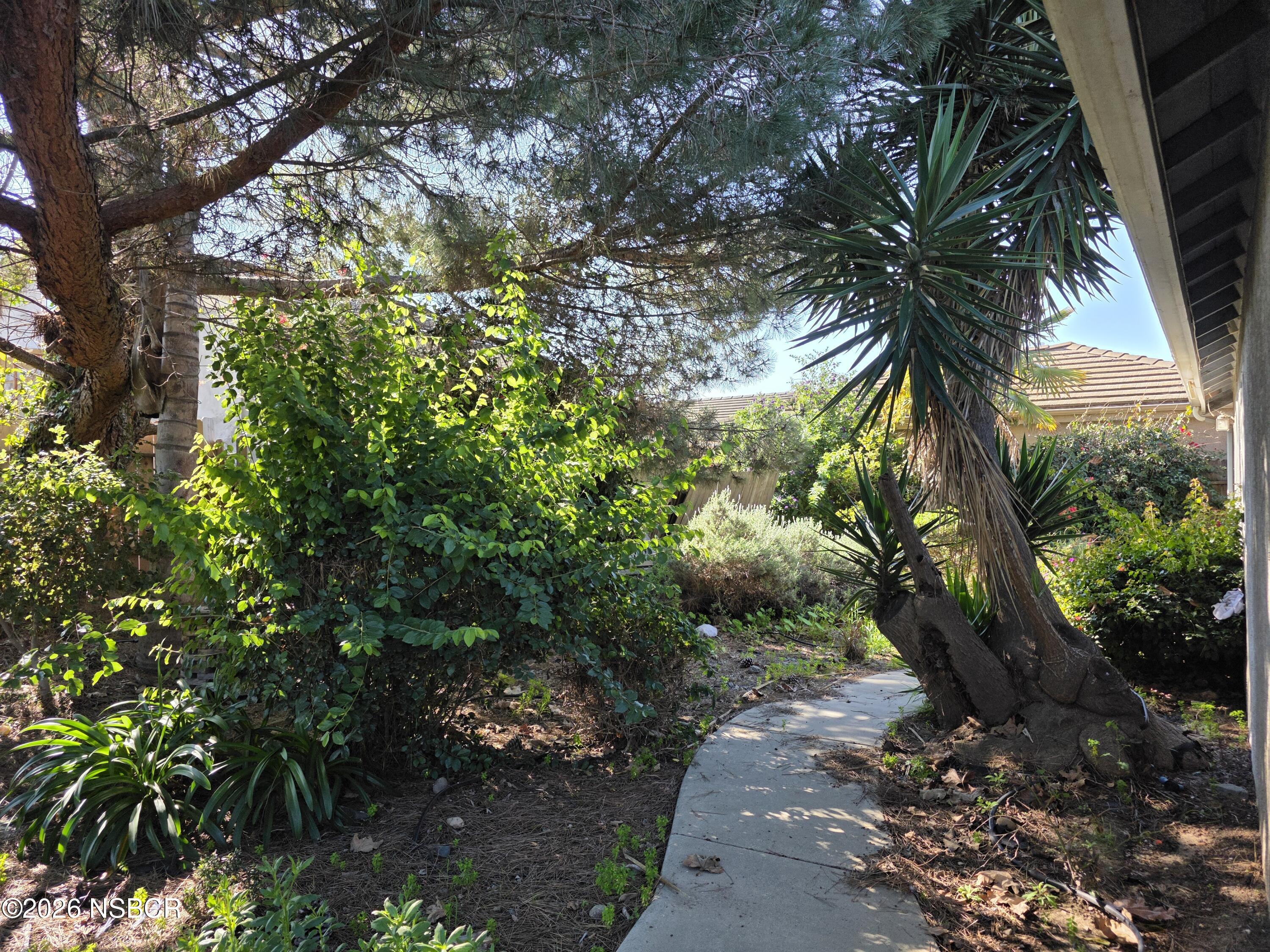 1112 Rachel Drive Santa Maria, CA 93454 - Photo 19 of 23 a plant that is in a garden