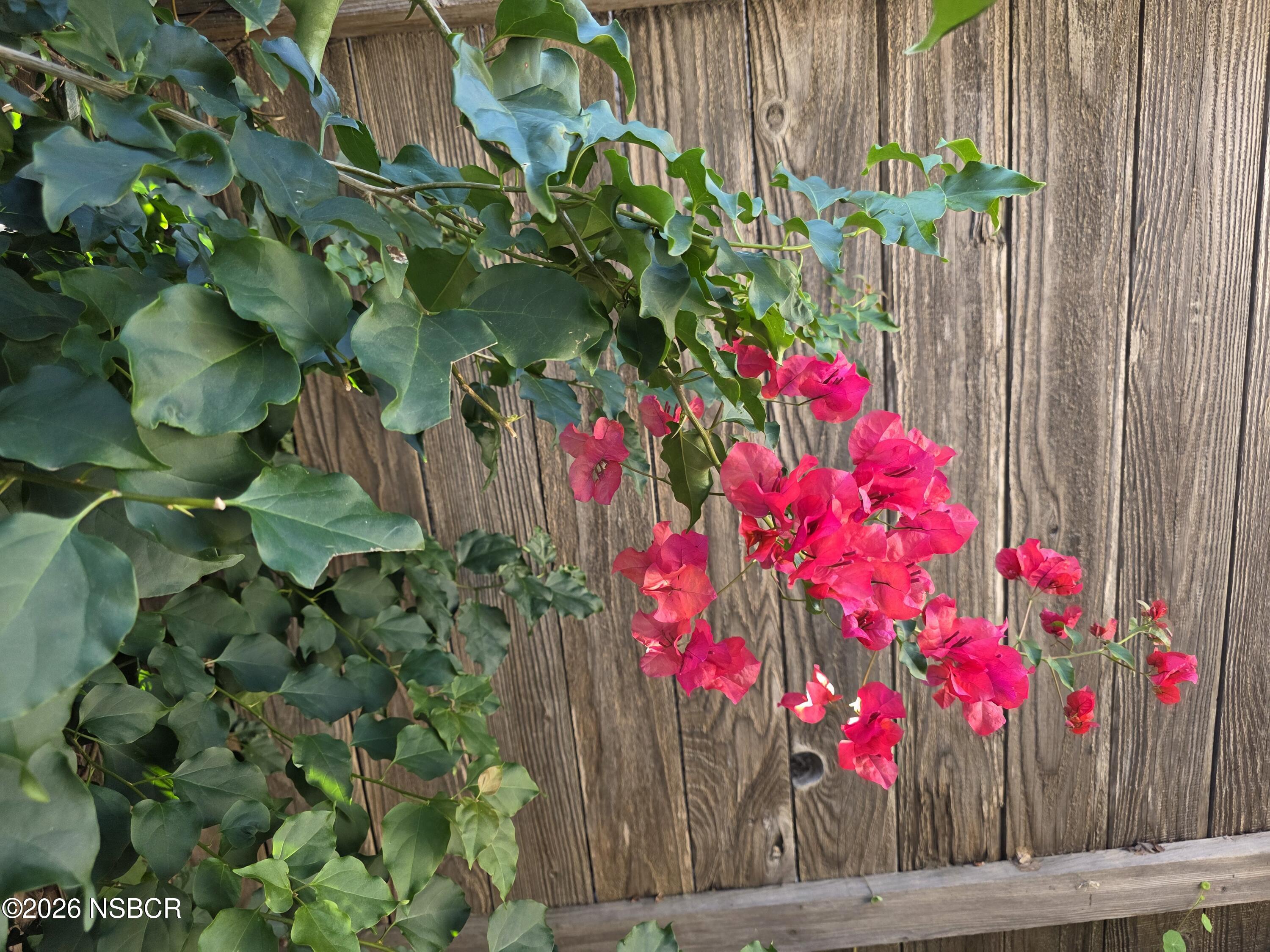 1112 Rachel Drive Santa Maria, CA 93454 - Photo 21 of 23 a flower view