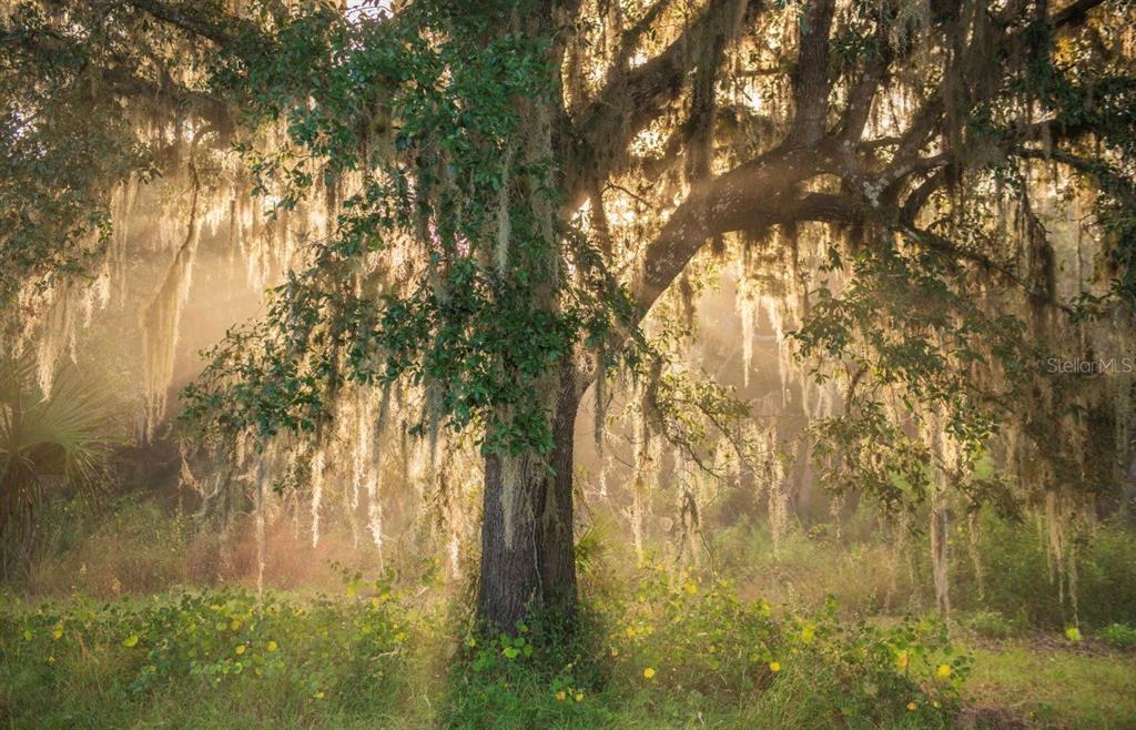 1061 West Harris Road Arcadia, FL 34266 - Photo 11 of 36