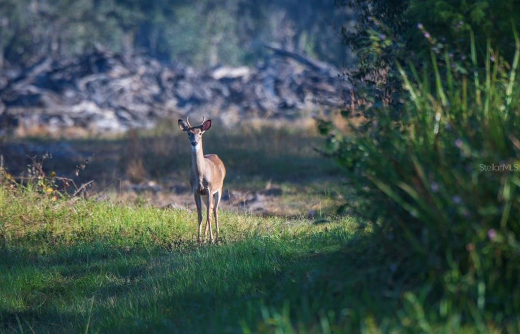 1061 West Harris Road Arcadia, FL 34266 - Photo 15 of 36