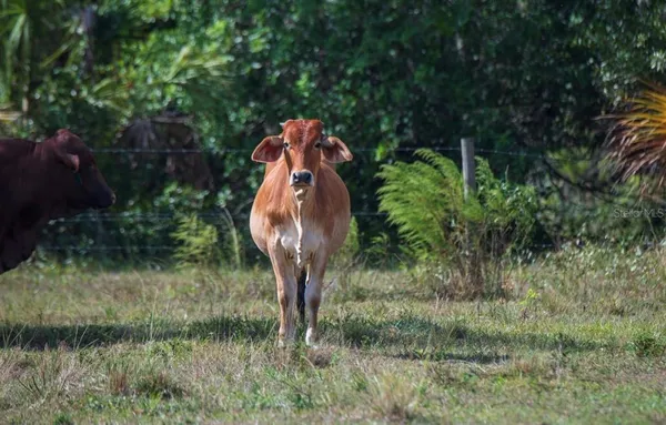 a close up of a plant in a garden