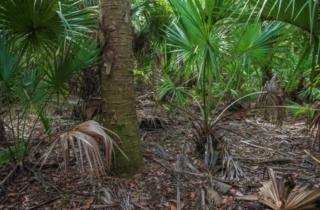 $3,100,000 | 1061 West Harris Road, Arcadia, FL 34266