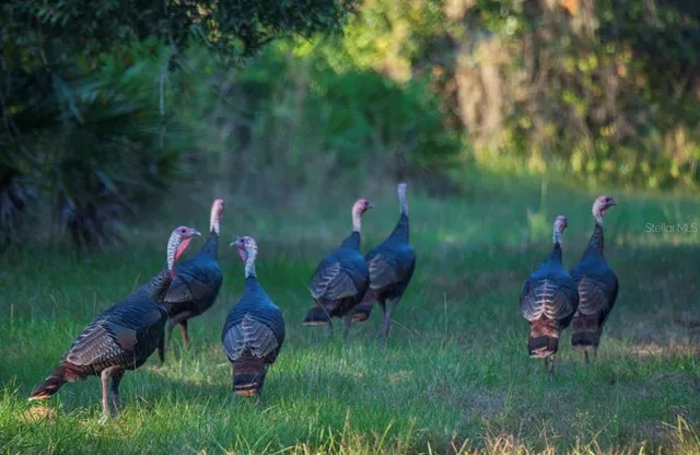 $3,100,000 | 1061 West Harris Road, Arcadia, FL 34266