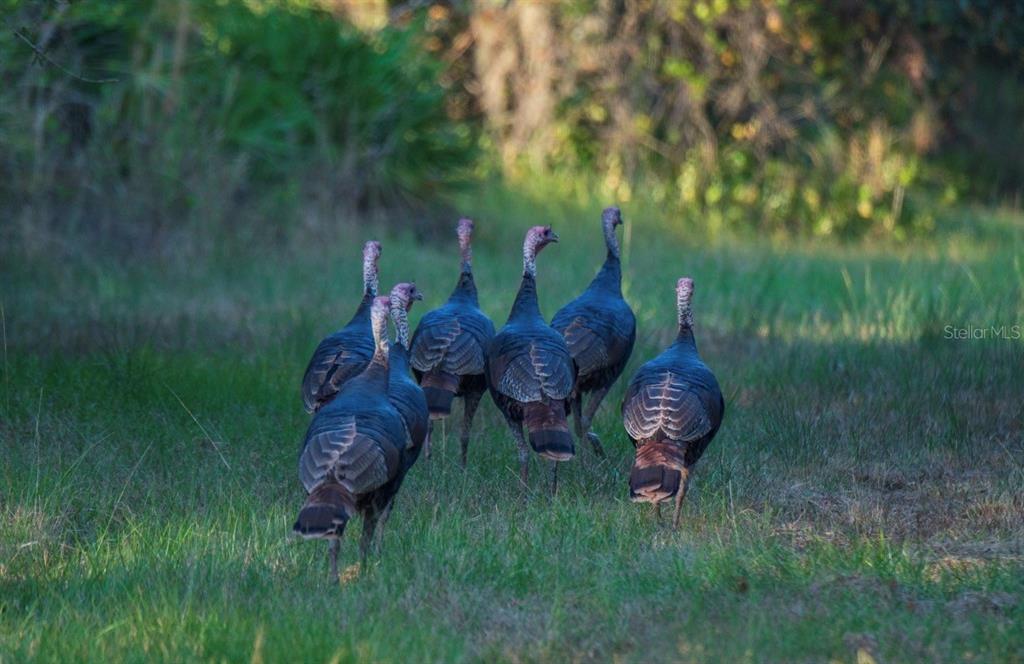 1061 West Harris Road Arcadia, FL 34266 - Photo 19 of 36