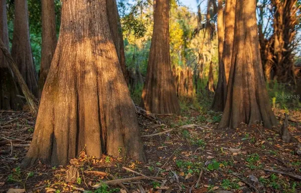 a view of backyard with green space