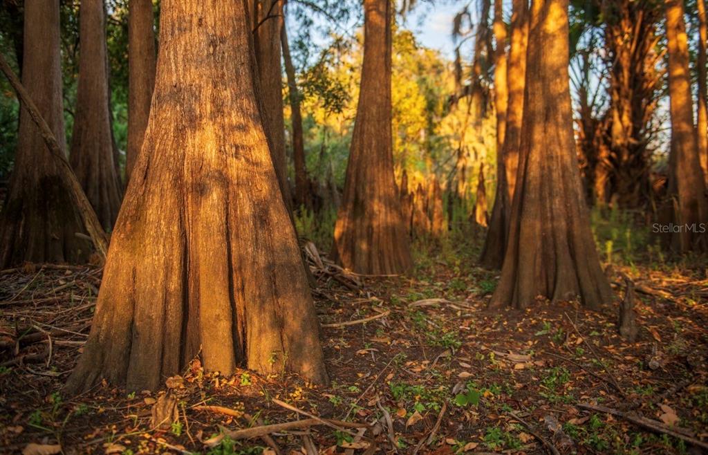 1061 West Harris Road Arcadia, FL 34266 - Photo 23 of 36