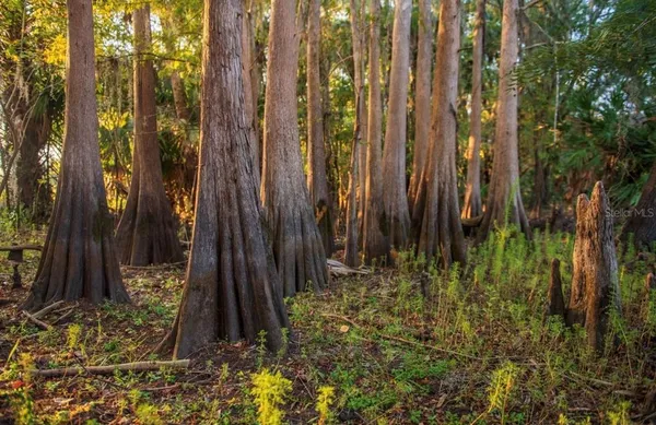 a view of a lake with a yard and large trees