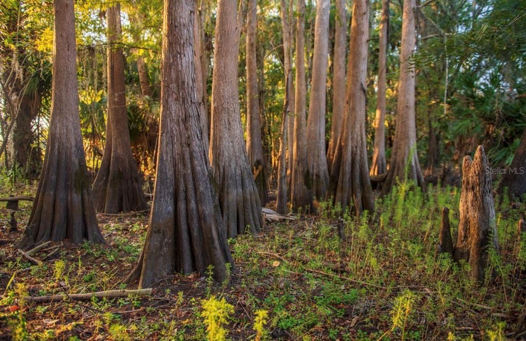 1061 West Harris Road Arcadia, FL 34266 - Photo 24 of 36