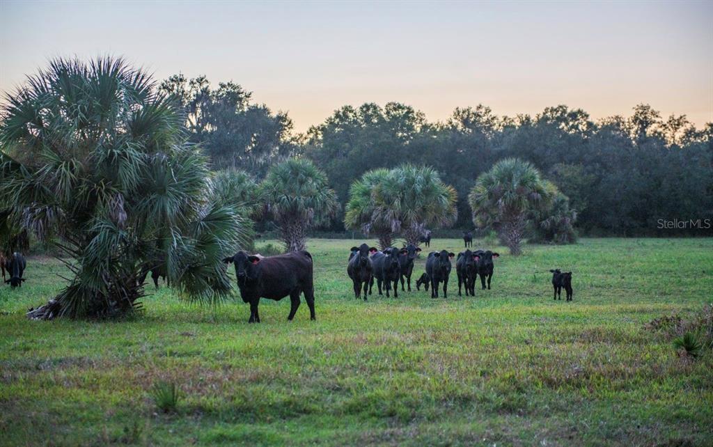 1061 West Harris Road Arcadia, FL 34266 - Photo 30 of 36