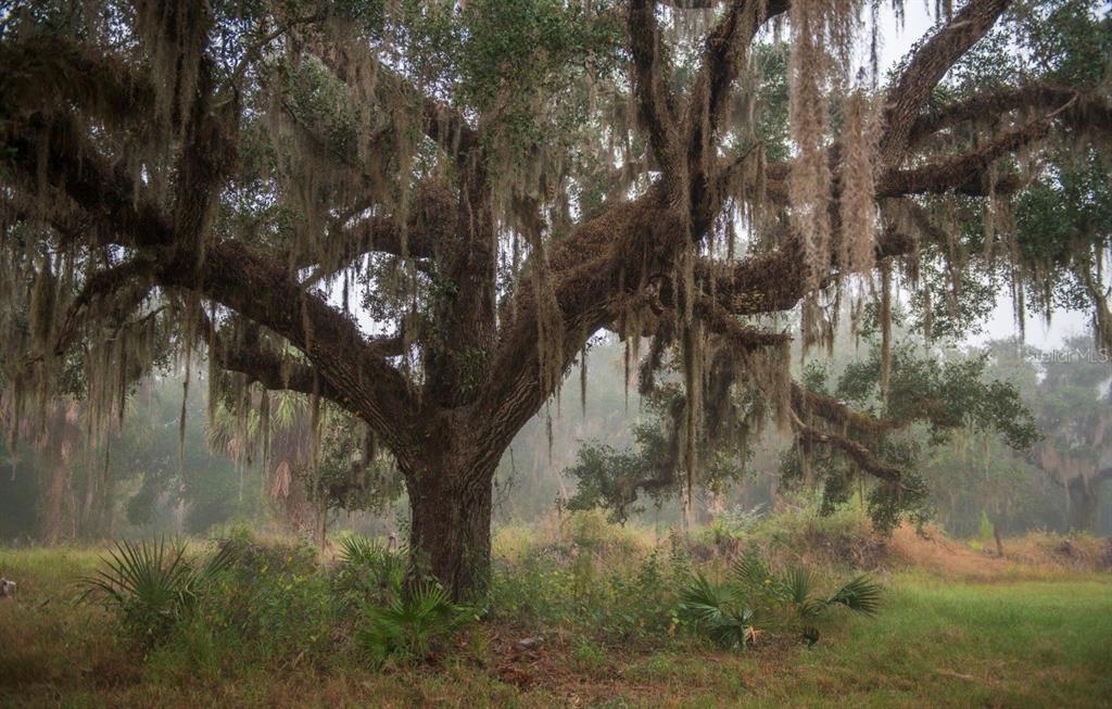 1061 West Harris Road Arcadia, FL 34266 - Photo 33 of 36