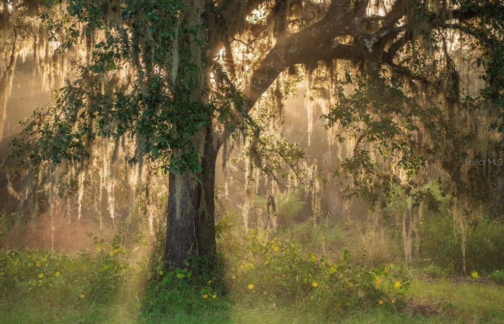 1061 West Harris Road Arcadia, FL 34266 - Photo 10 of 36