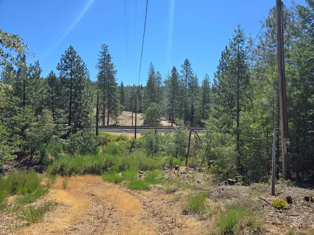 a view of a forest filled with trees