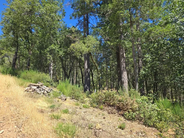 a view of a yard with plants and large trees