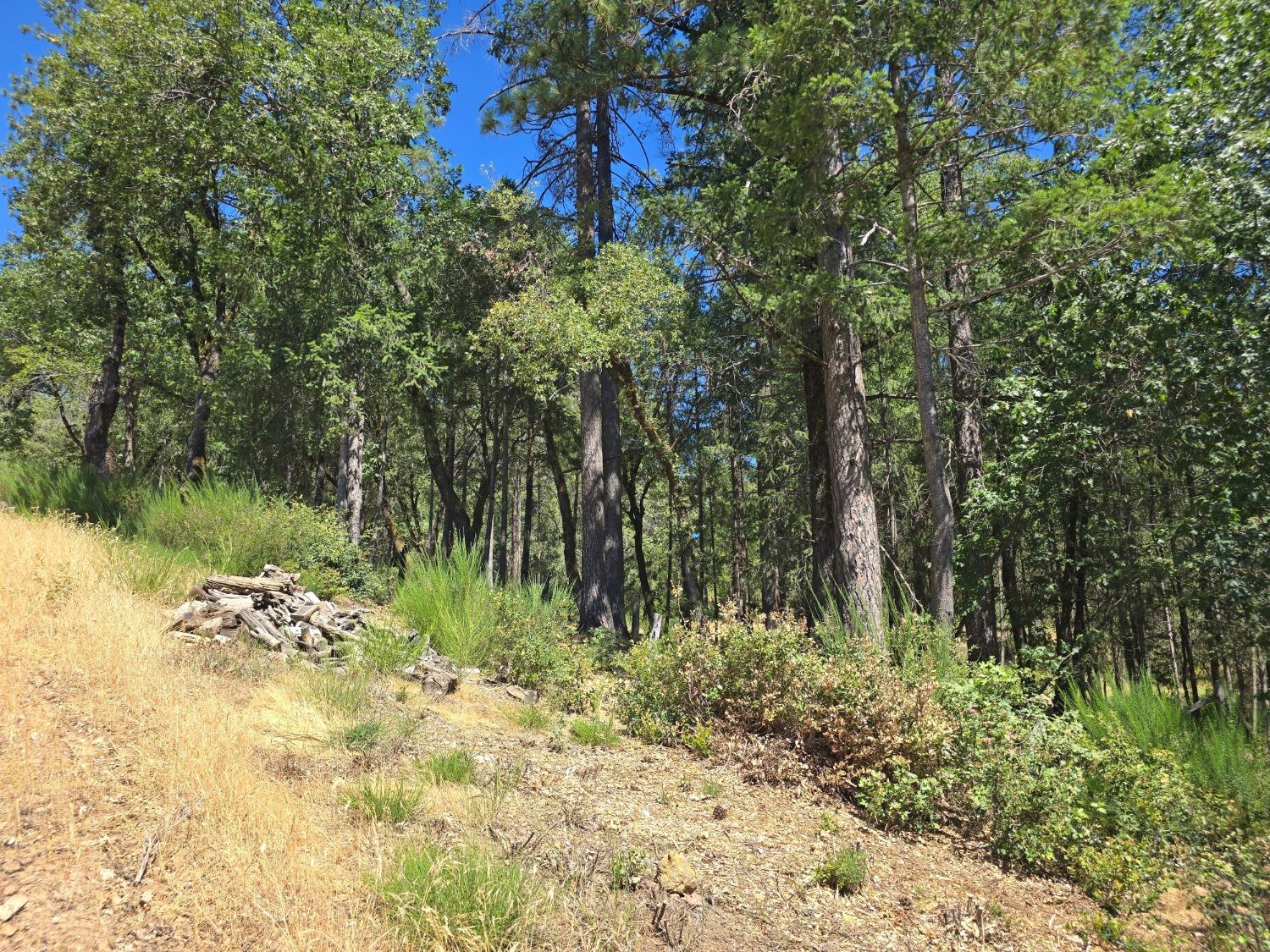 25840 Rollins Lake Road Colfax, CA 95713 - Photo 16 of 21 a view of a yard with plants and large trees