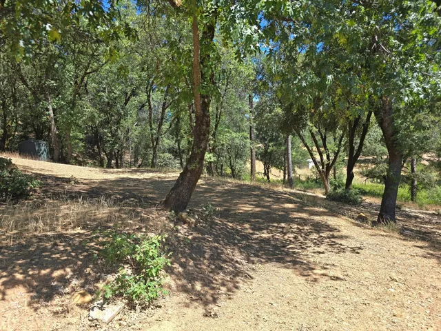 a view of a tree in the middle of a yard