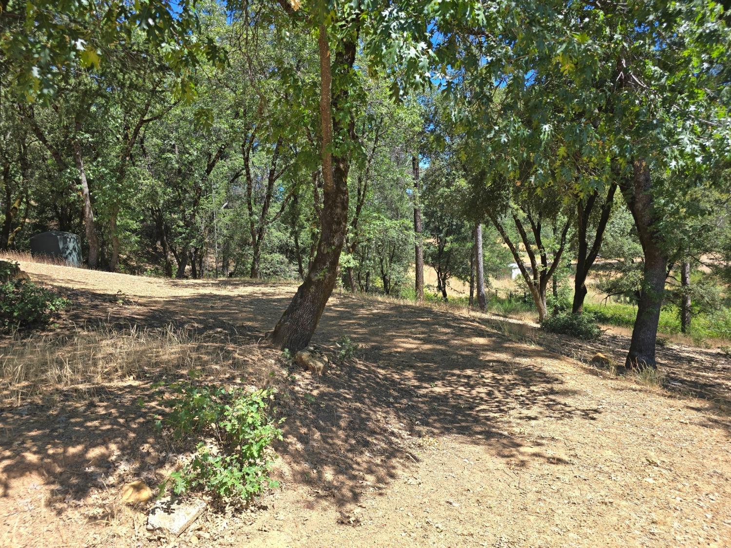 25840 Rollins Lake Road Colfax, CA 95713 - Photo 18 of 21 a view of a tree in the middle of a yard