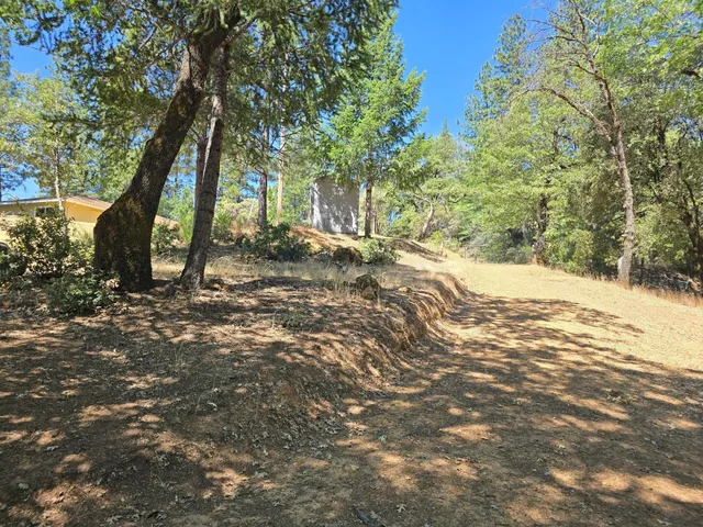 a view of a tree in the middle of a yard