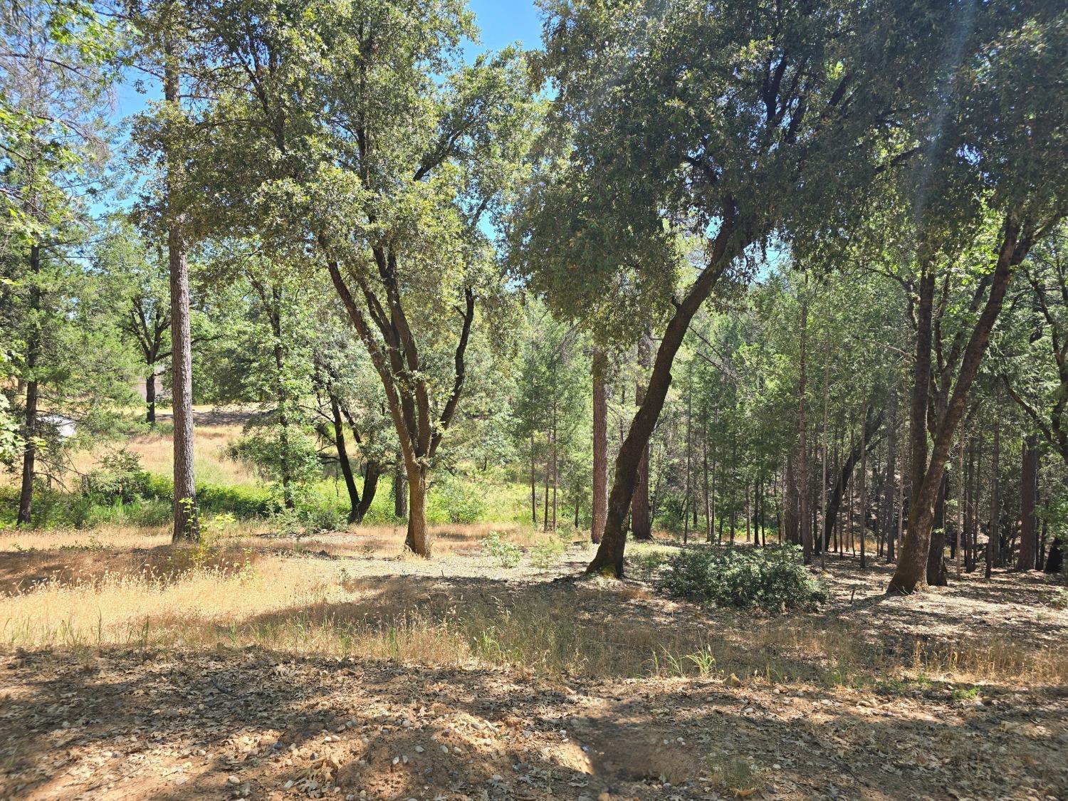 25840 Rollins Lake Road Colfax, CA 95713 - Photo 6 of 21 a view of a yard with a tree