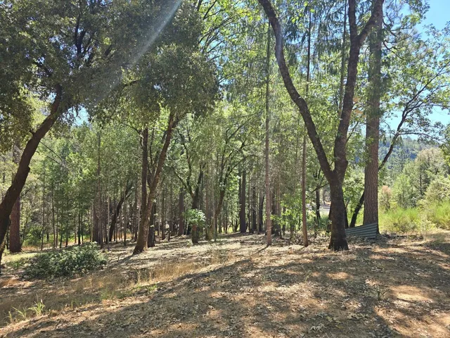 a view of a trees with a tree