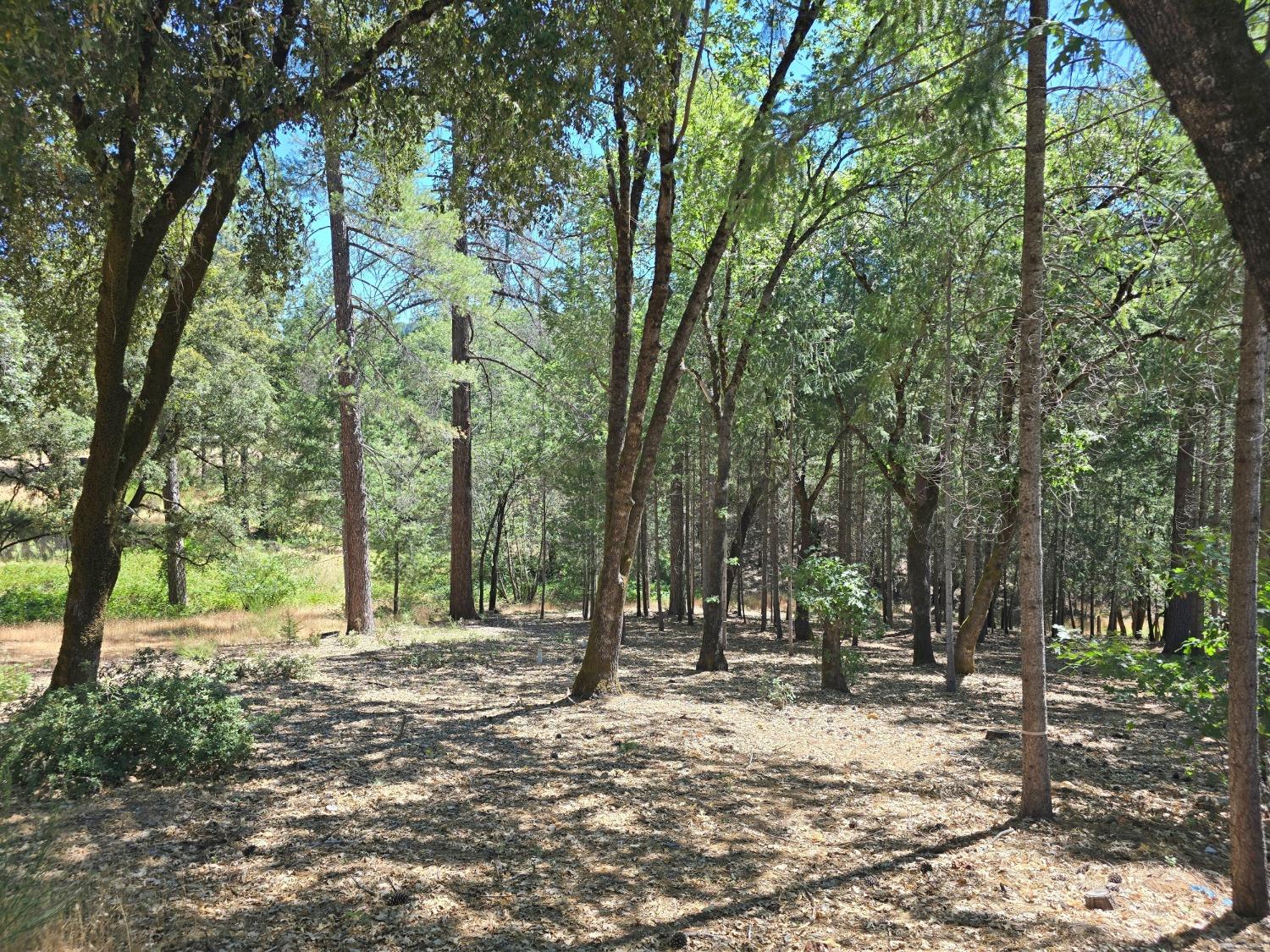 25840 Rollins Lake Road Colfax, CA 95713 - Photo 10 of 21 a view of outdoor space with trees