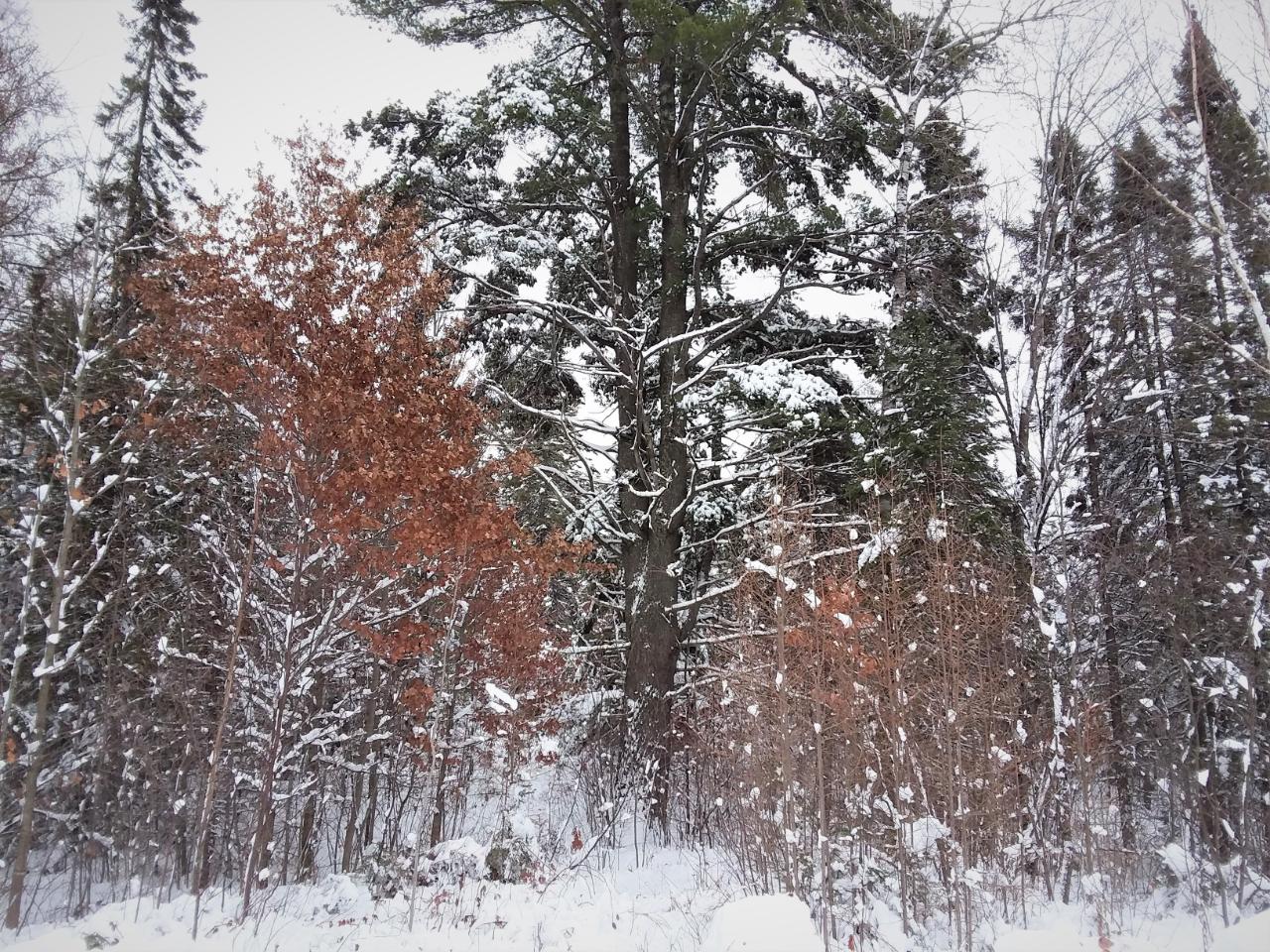 On Pelican Ranch Road, Unit 8 21 ACRES Rhinelander, WI 54501 - Photo 2 of 15 Gallery Image 2