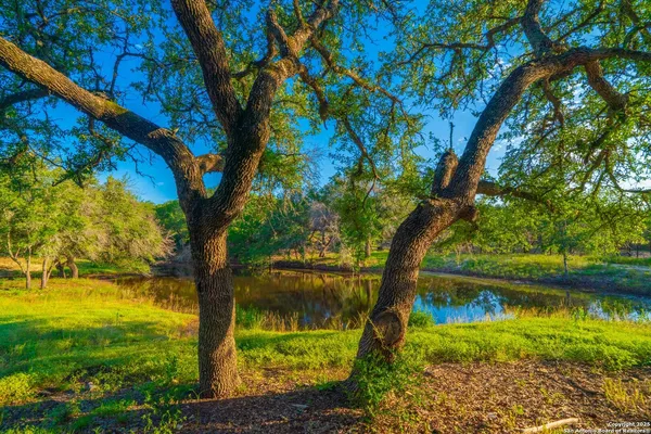 a view of a yard with a large tree