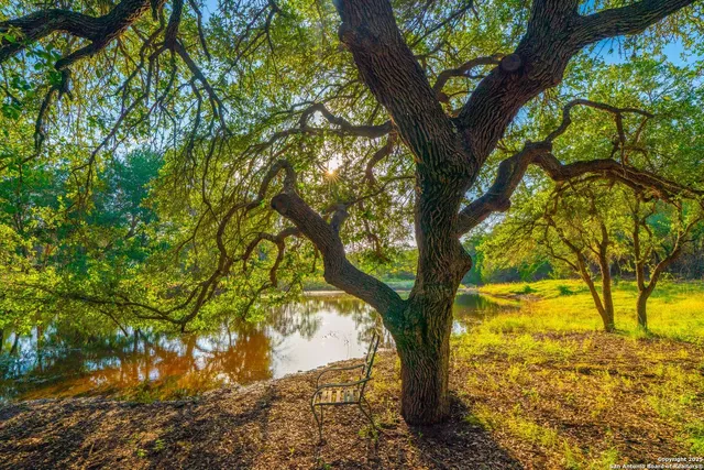 a view of a trees in a yard