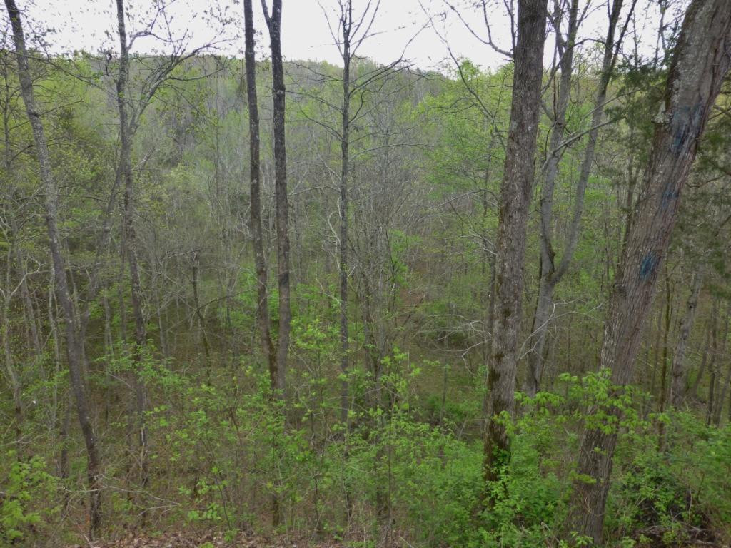 170 Columbine Road Kingsport, TN 37660 - Photo 30 of 31 Photo 31
